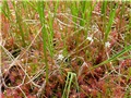 D. anglica